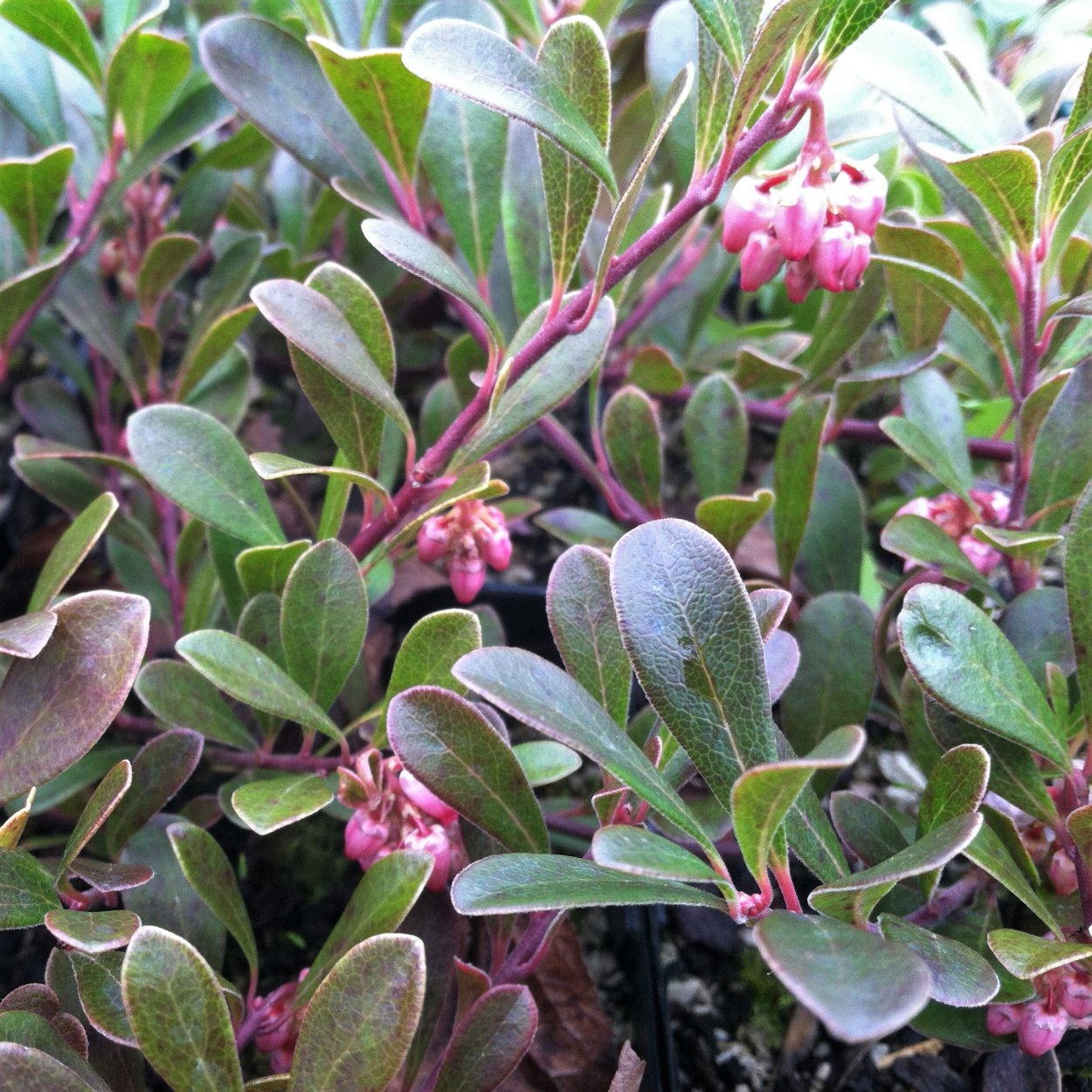 Толокнянка обыкновенная Медвежье ушко