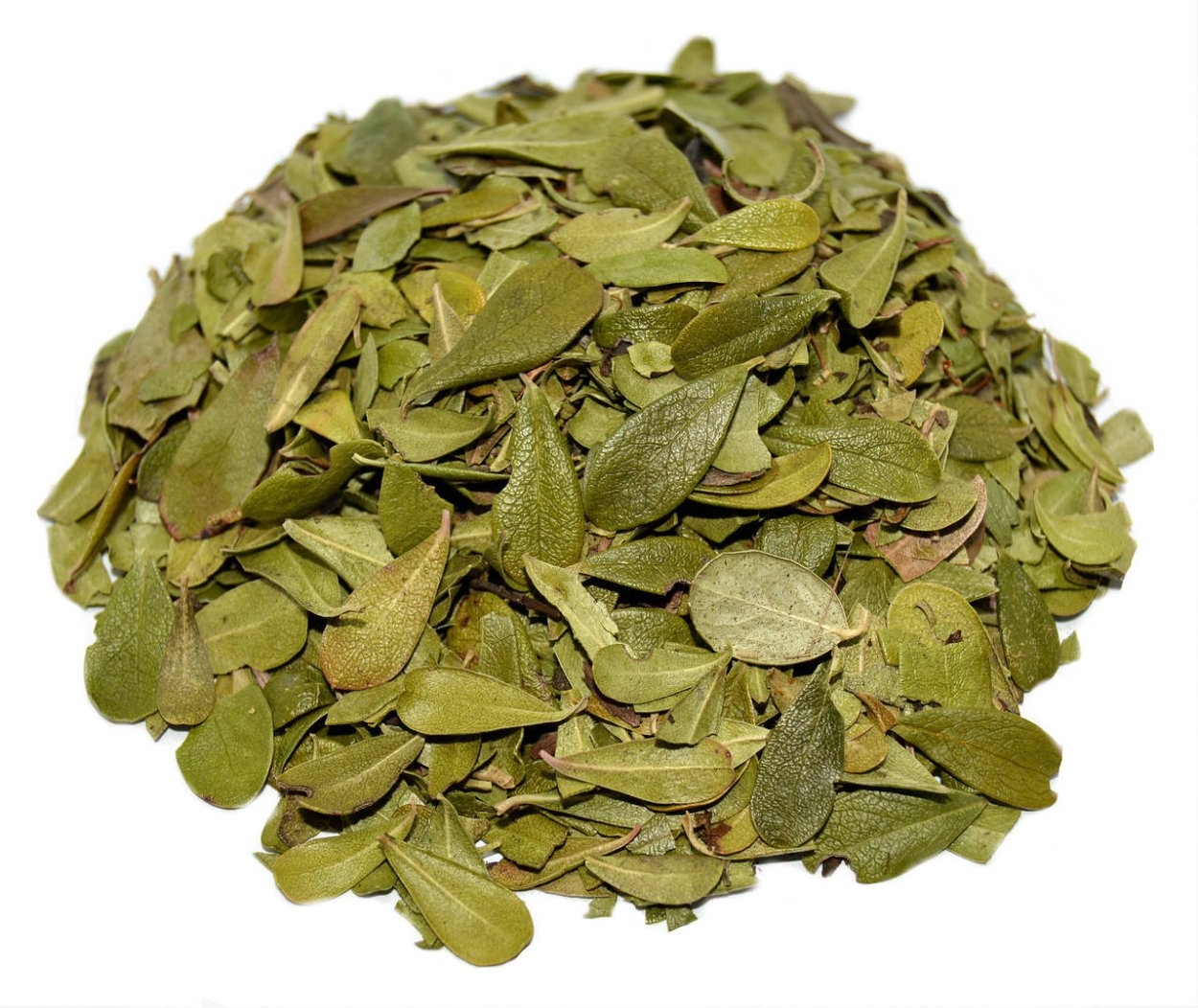 Арктическая толокнянка