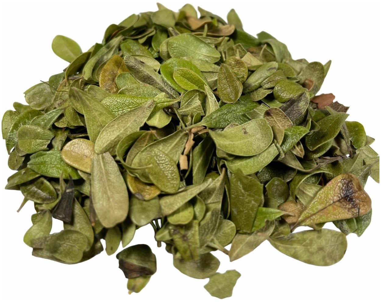 Толокнянка обыкновенная Медвежье ушко