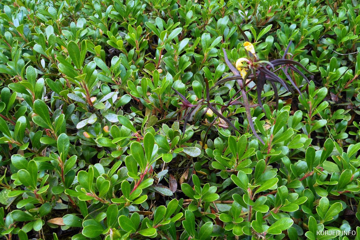 Толокнянка в тундре