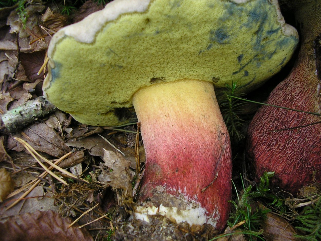 Боровик красивоокрашенный Boletus