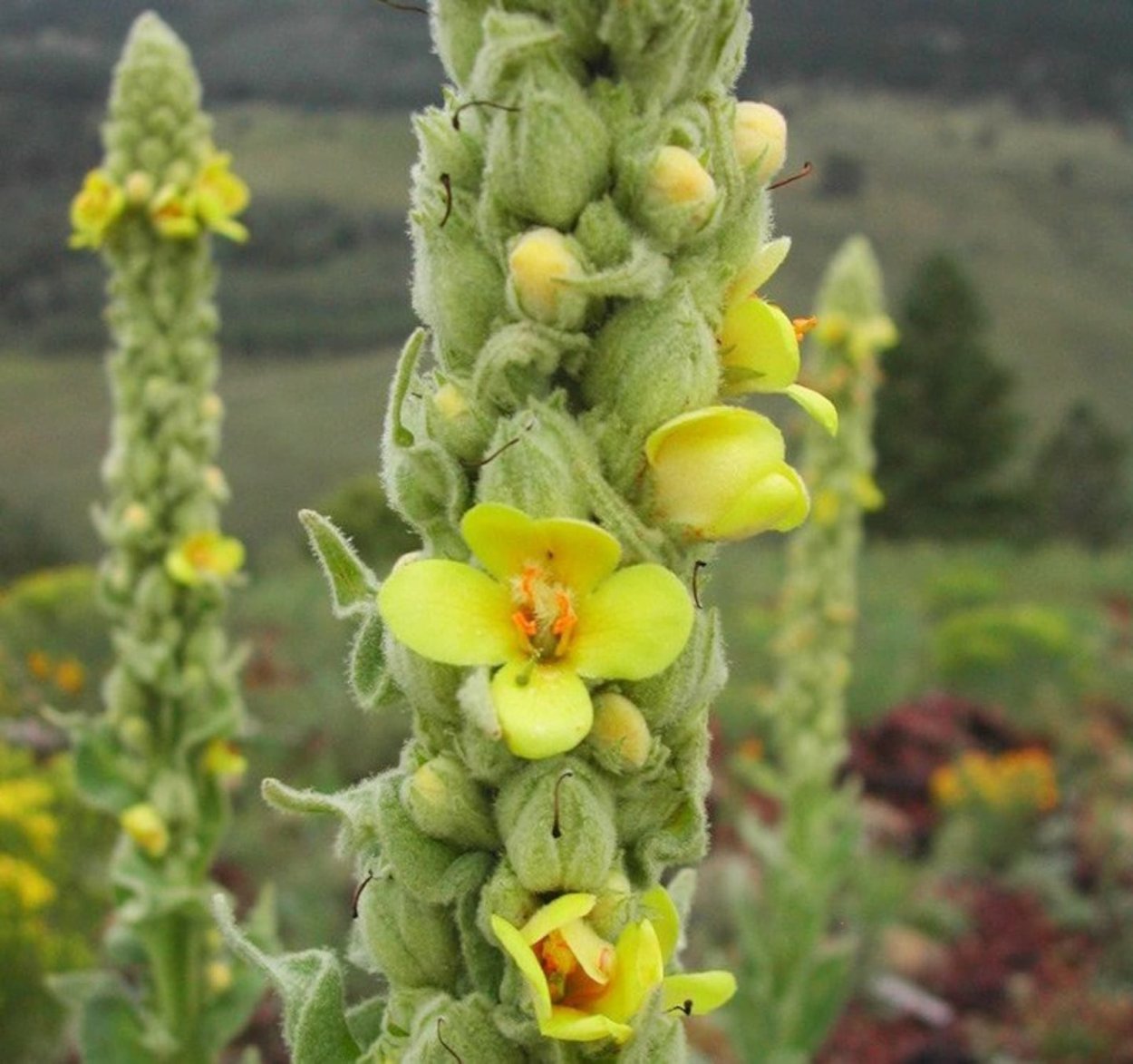 Verbascum Thapsus