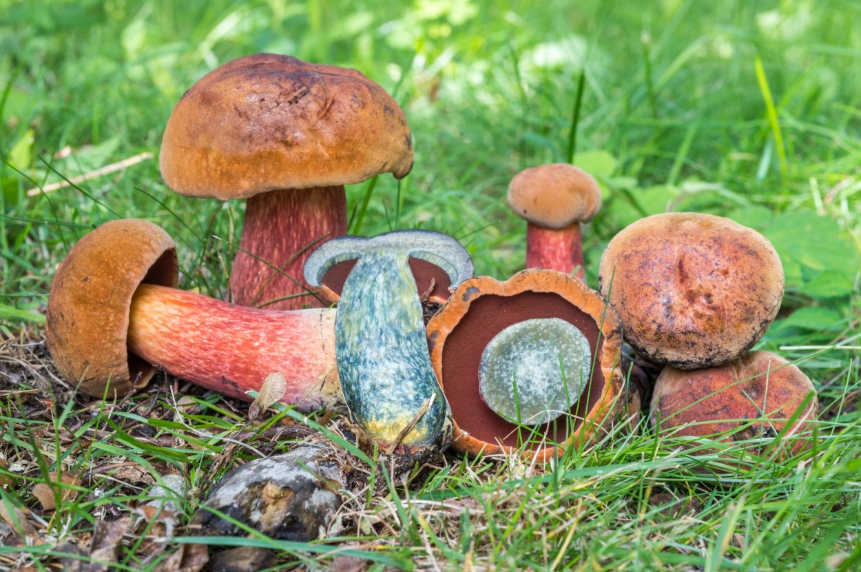 Белый горный гриб