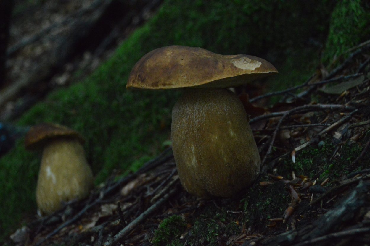 Карелия лес грибы