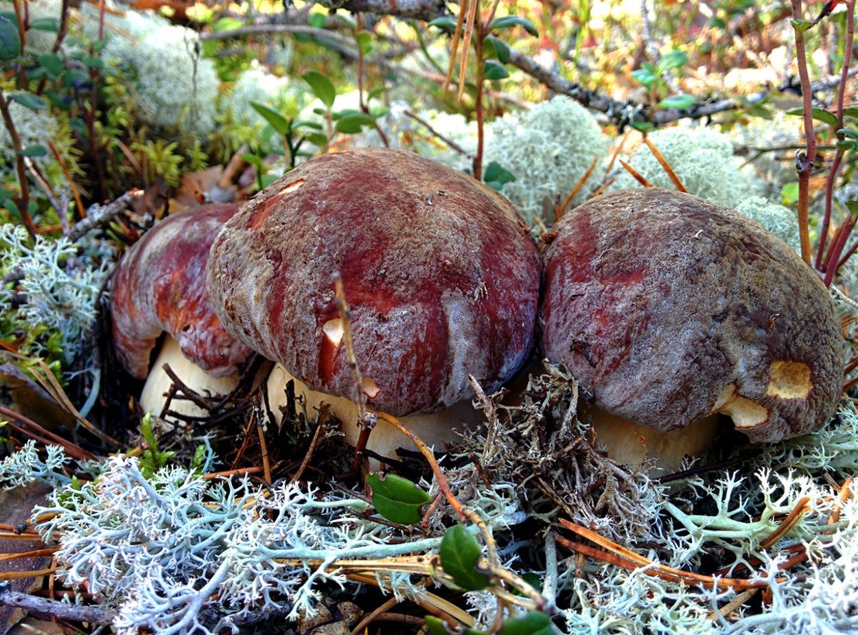 Боровик и подосиновик