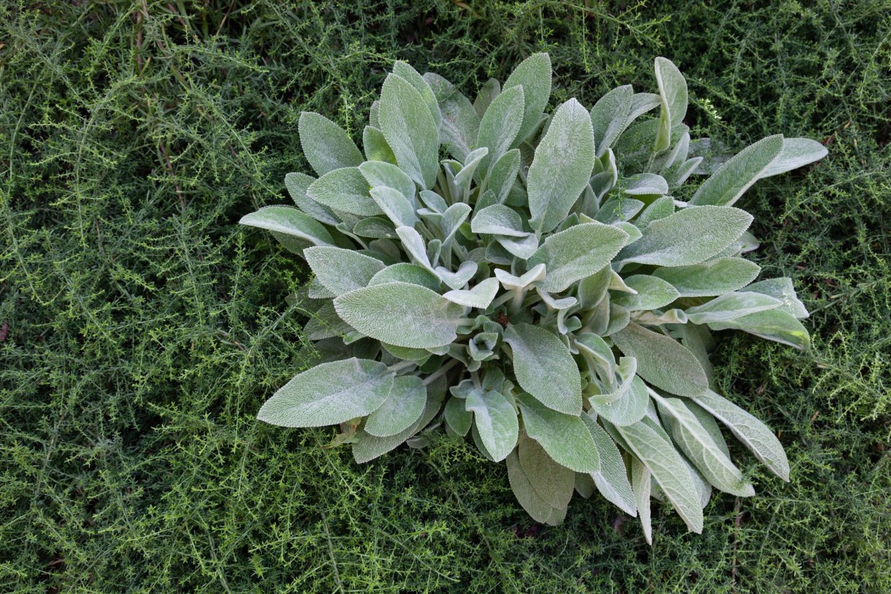 Толокнянка (Arctostaphylos UVA-ursi)