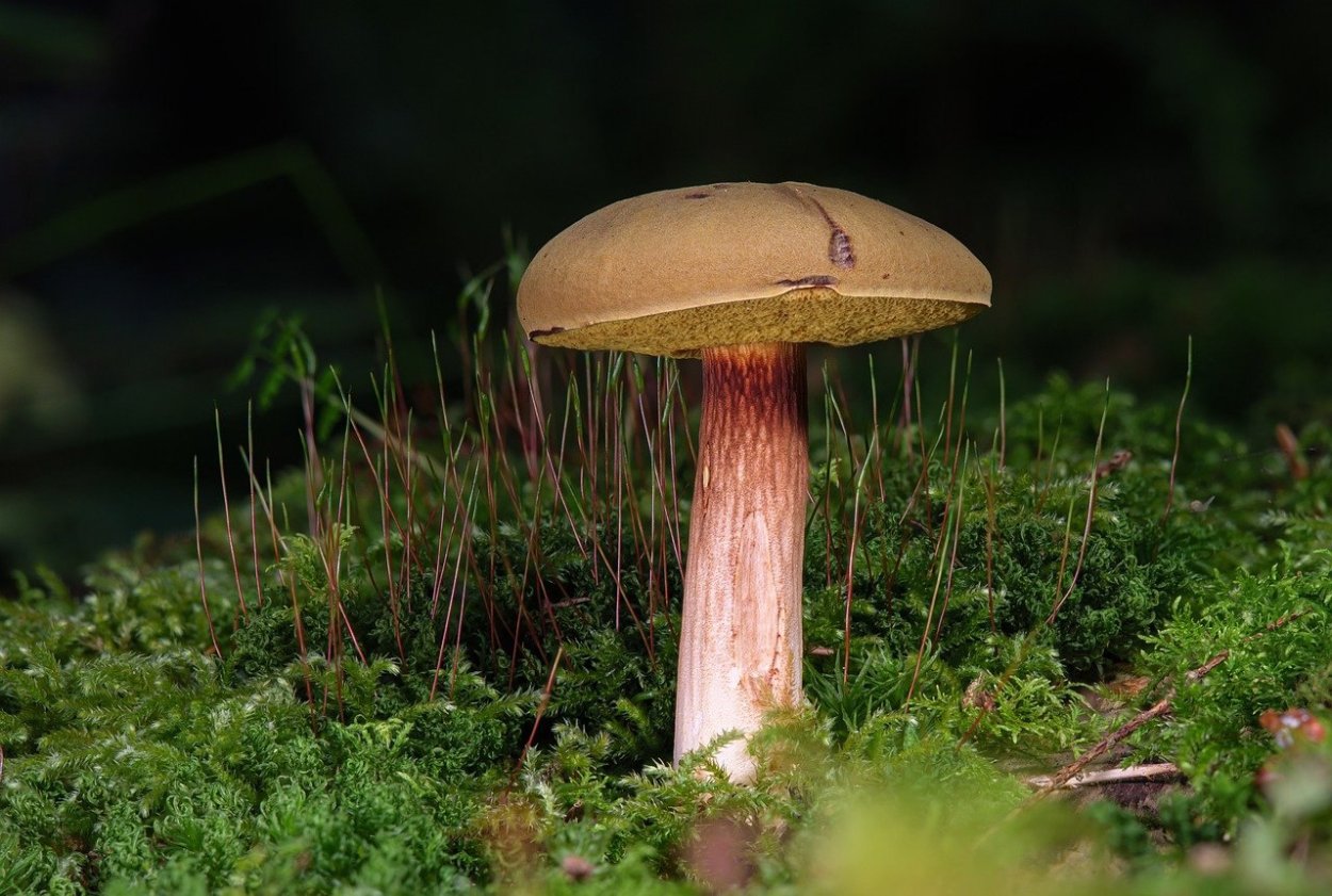 Боровик Берроуза