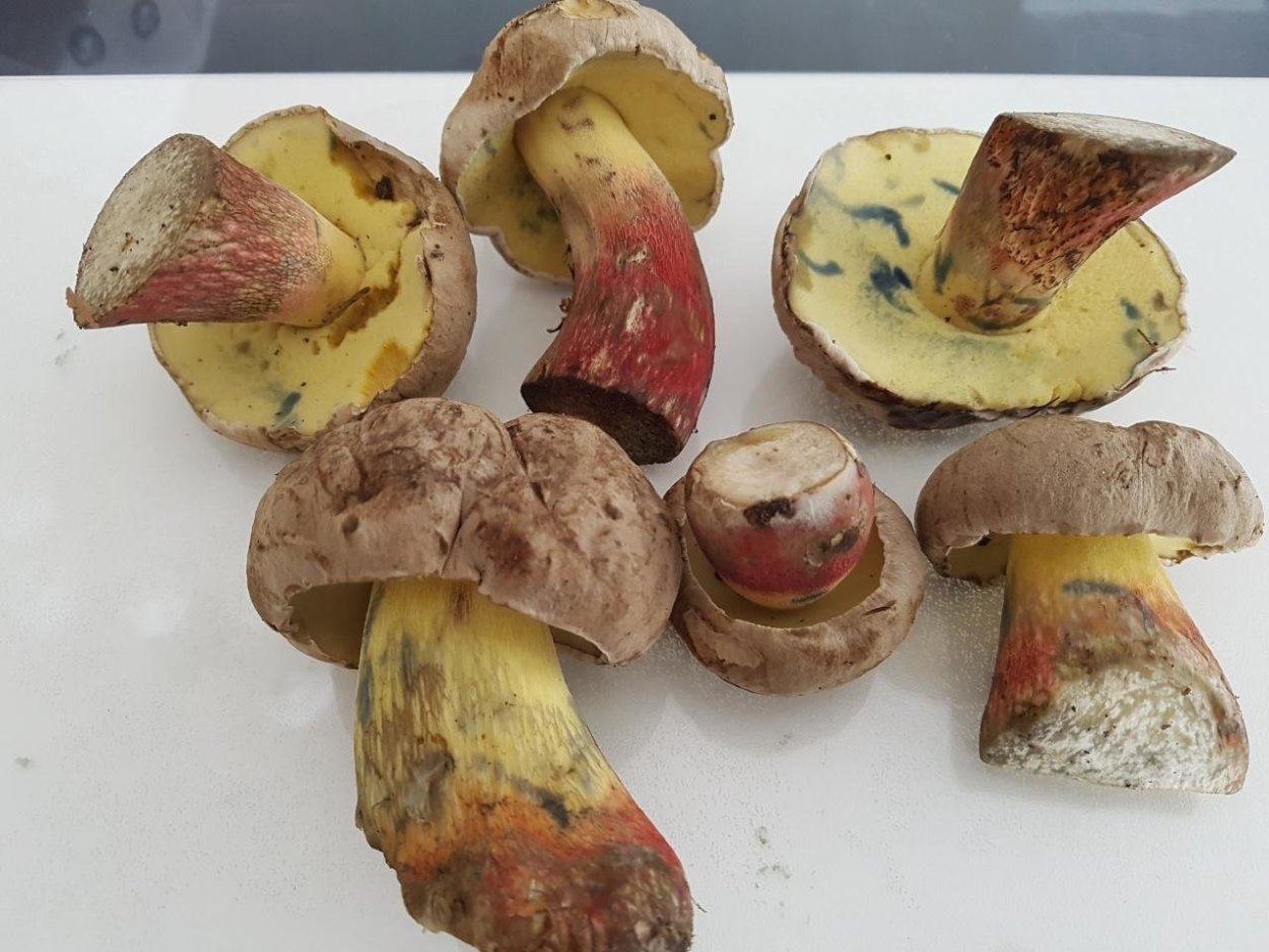 Боровик красивоокрашенный (Boletus pulchrotinctus)