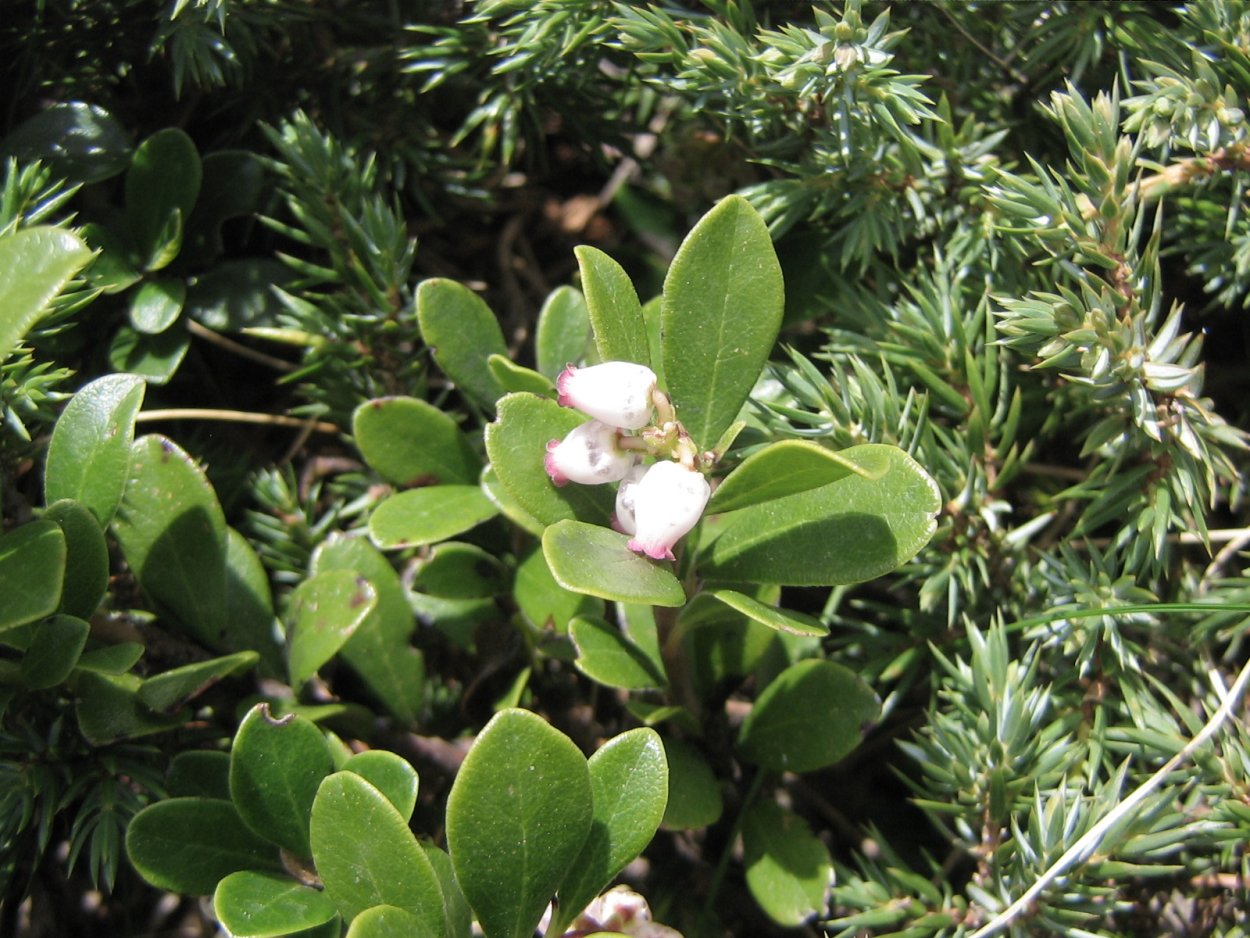 Листья толокнянки ГФ