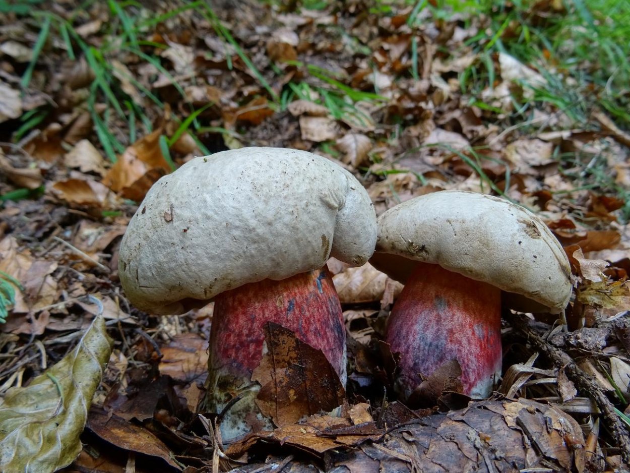 Боровик красивоножковый