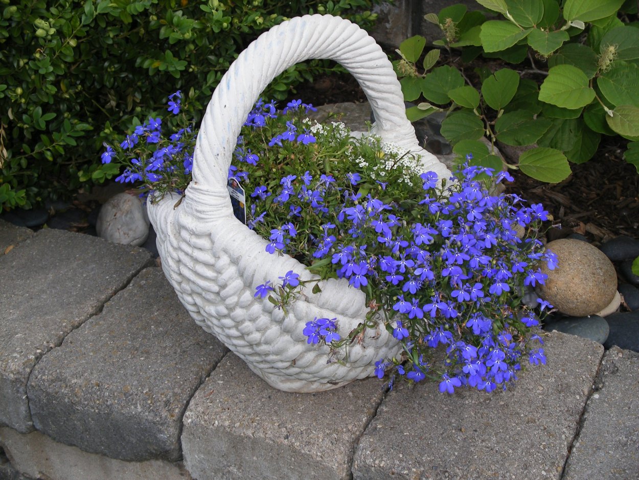 Лобелия и Вербена в цветнике