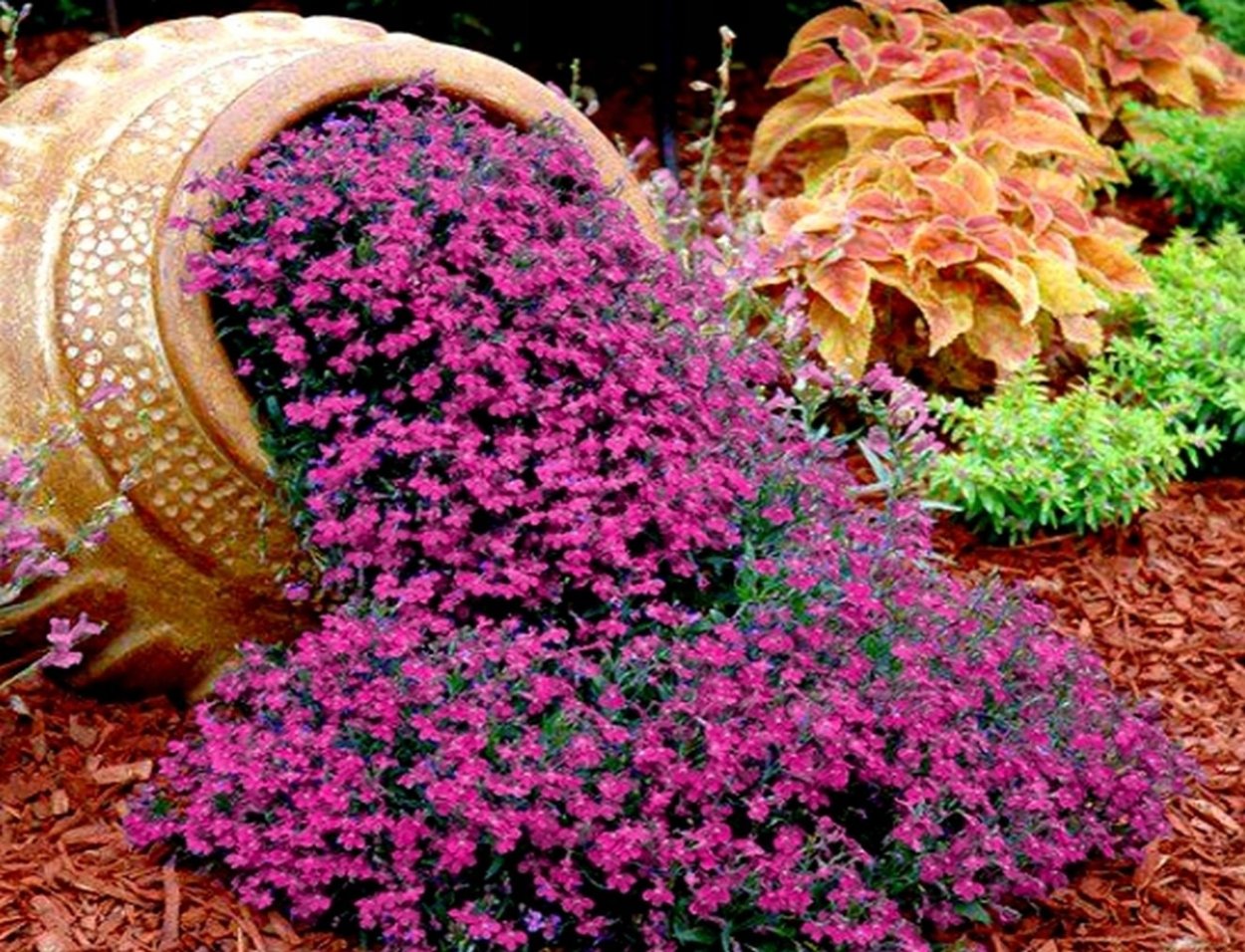 Клумбы с голубой лобелией