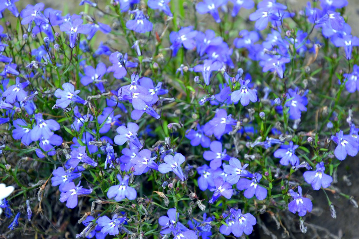 Почвопокровные цветы алиссум