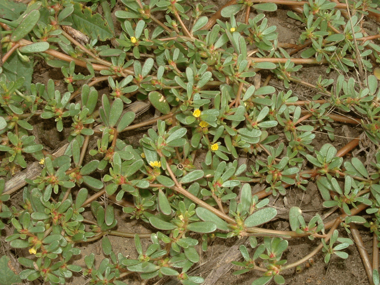 Портулак и Аралия