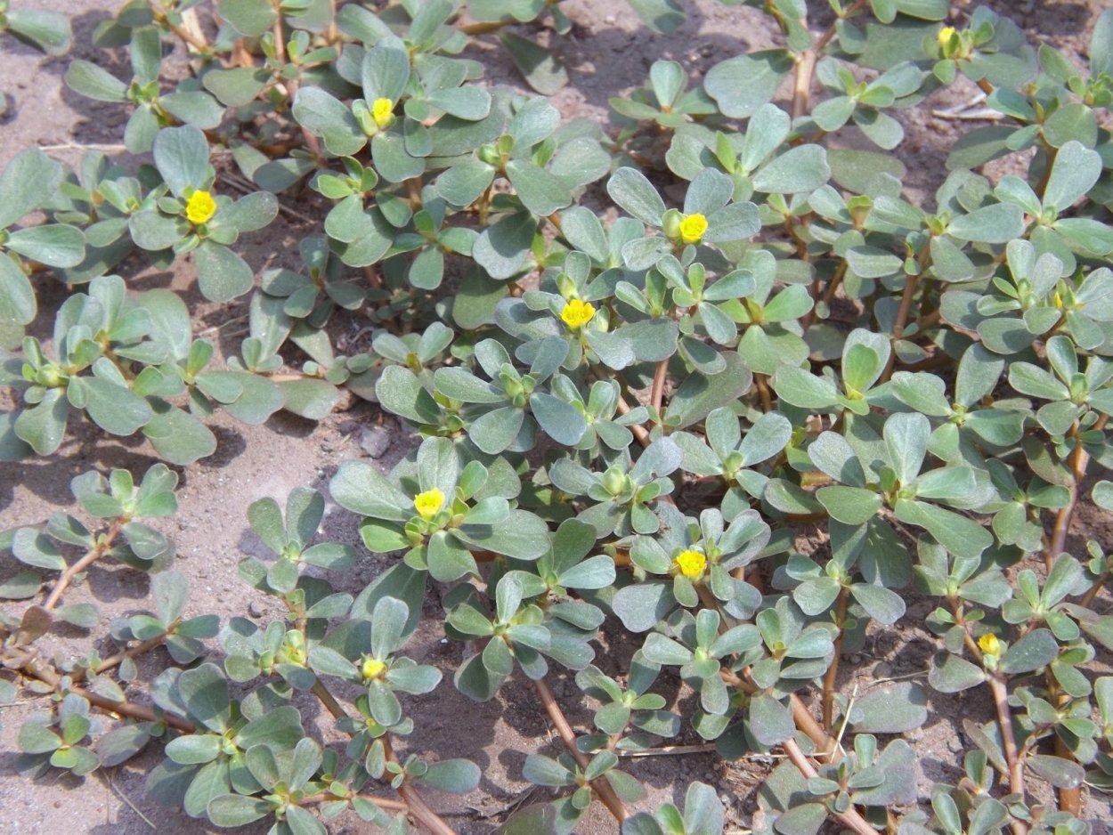 Портулак огородный