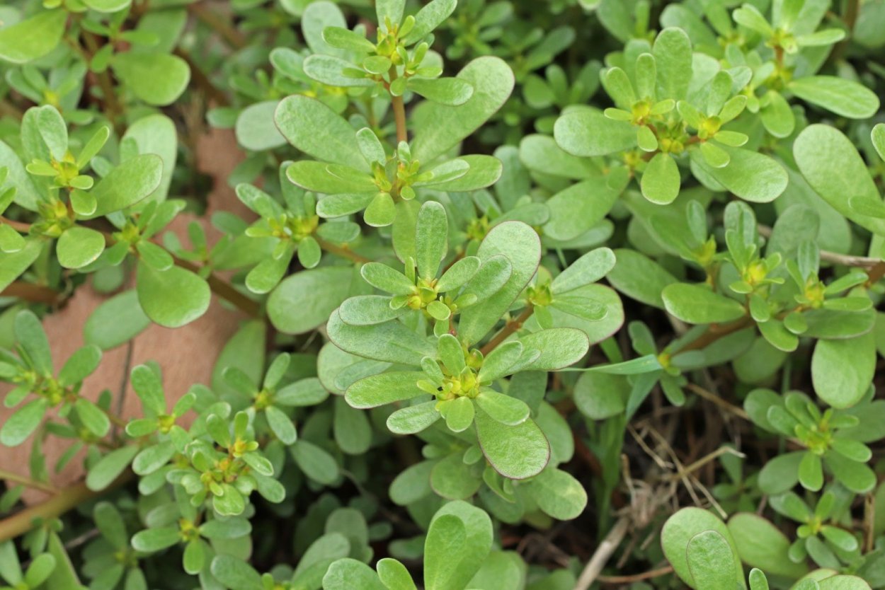 Ползучая трава сорняк портулак