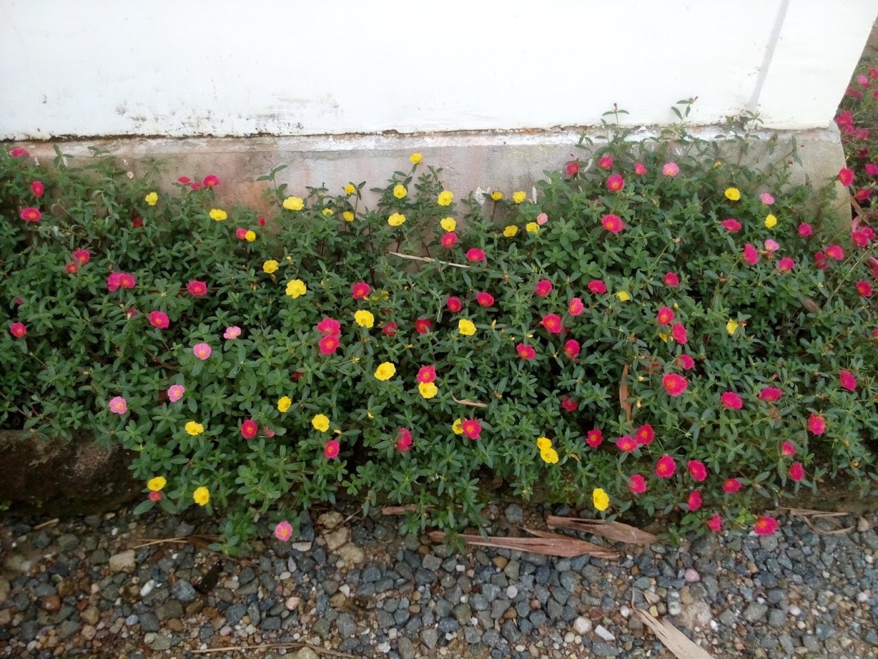 Дандур портулак