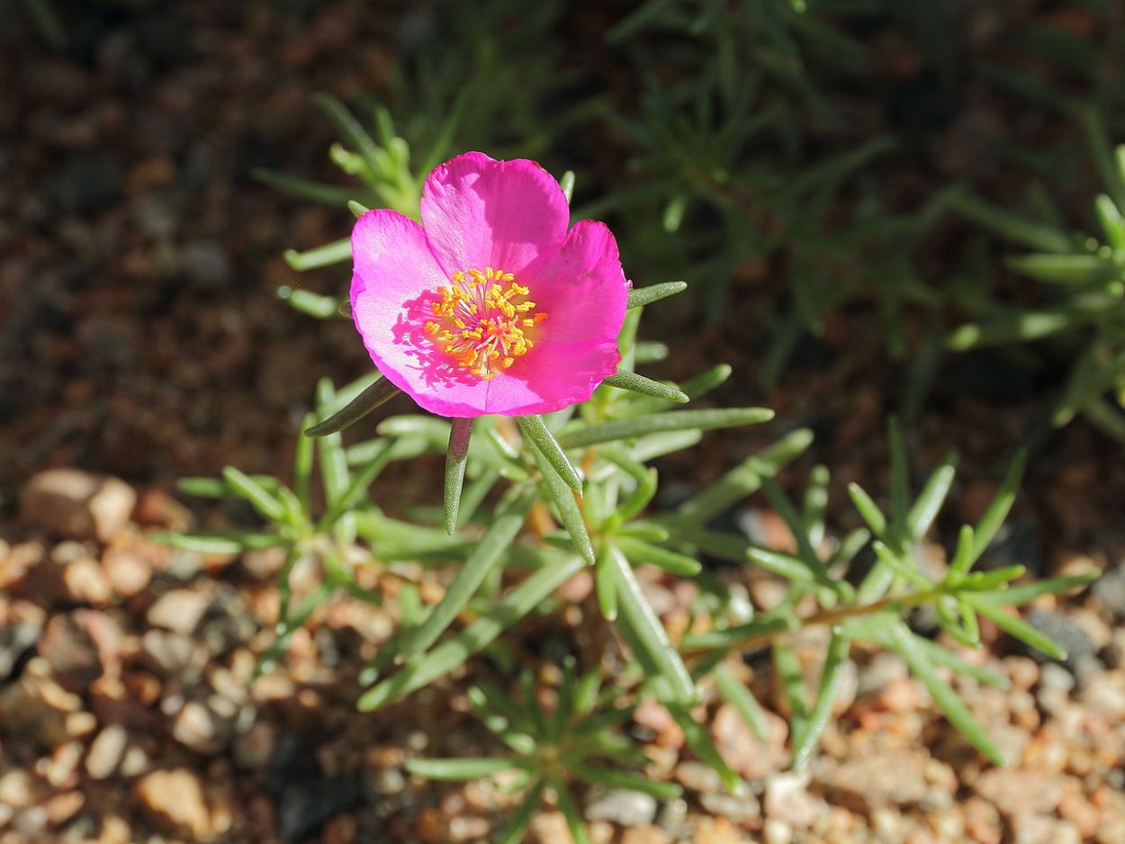 Портулак огородный