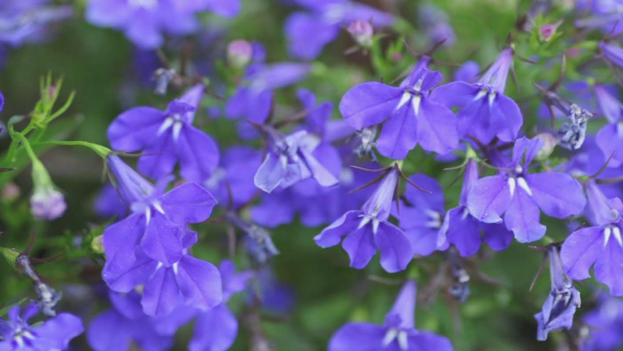 Миксбордеры Вероника голубая