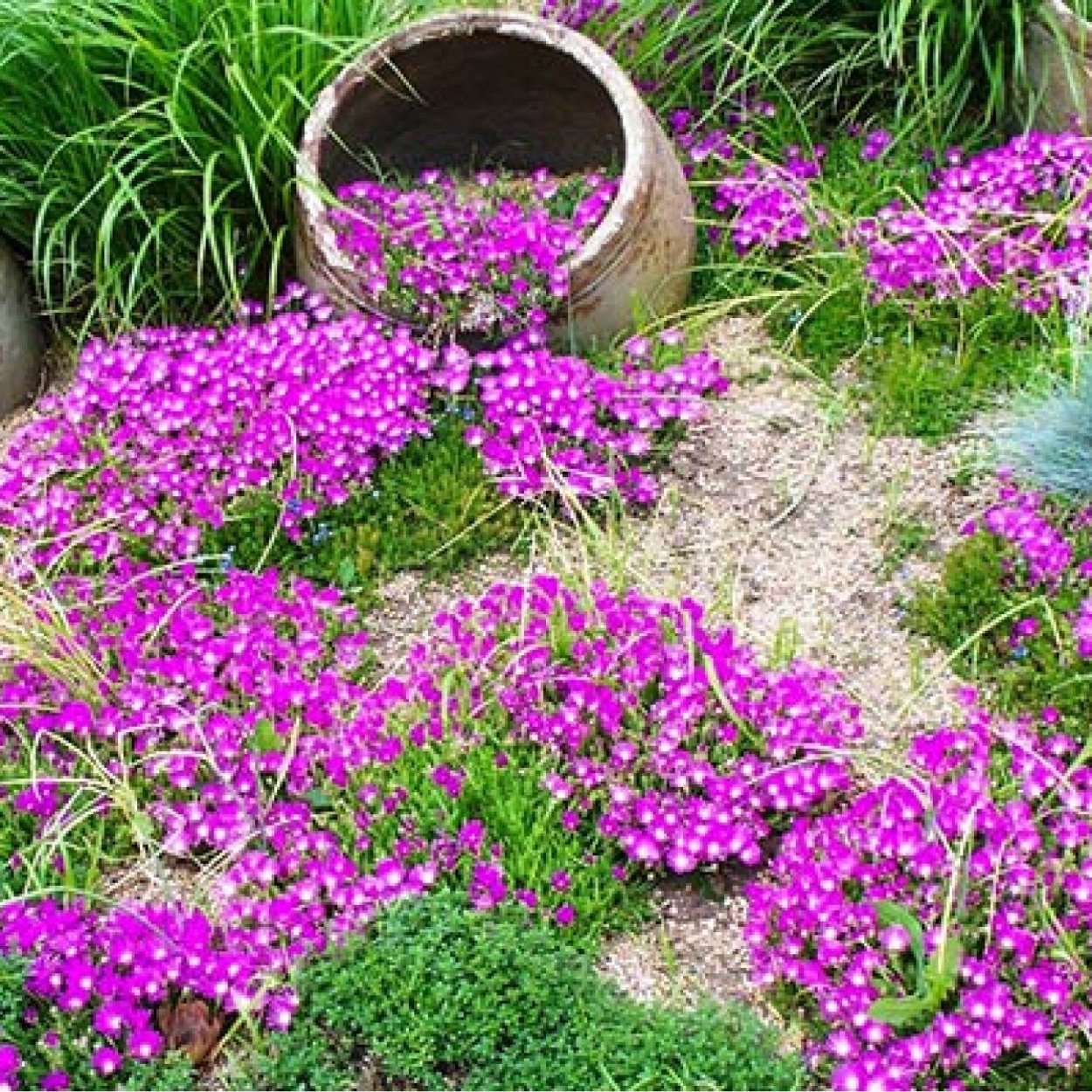 Лобелия бордюрная