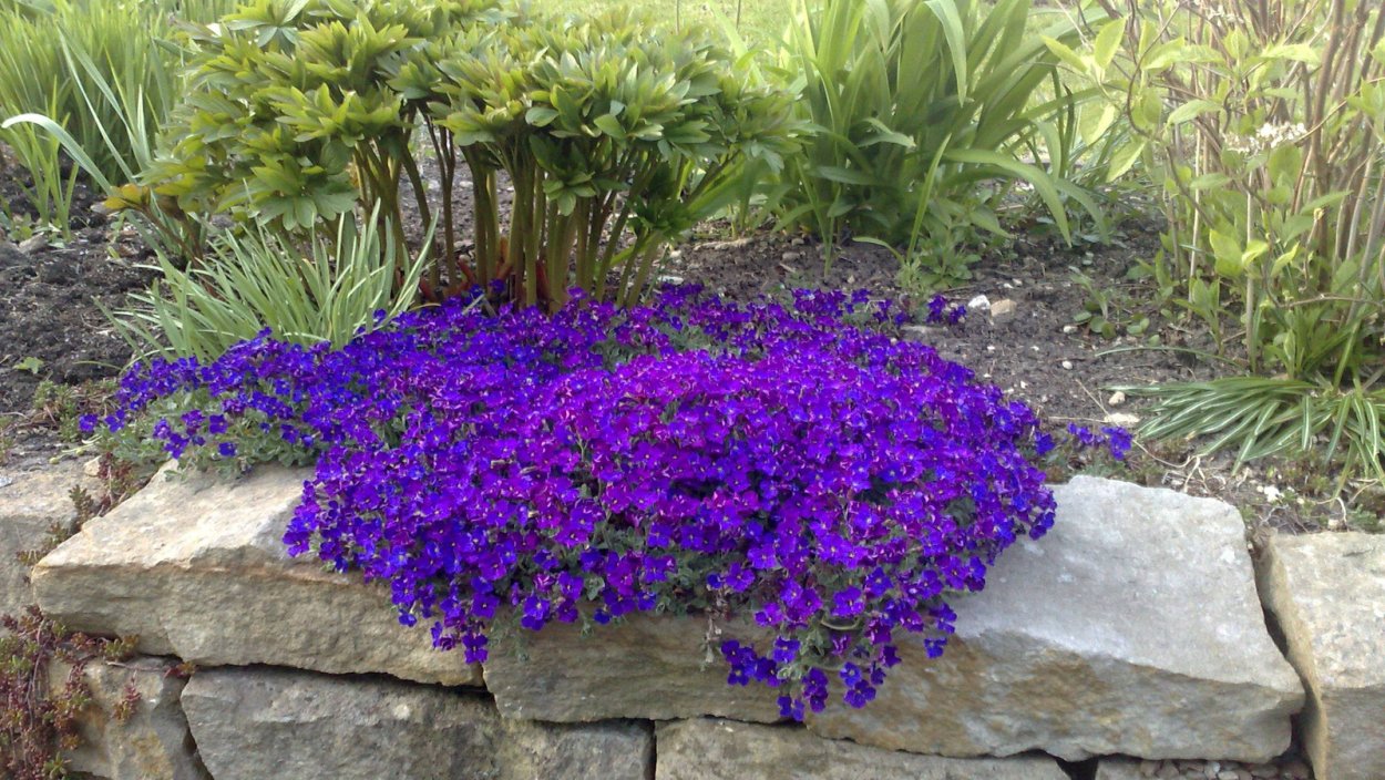 Лобелия Садовая