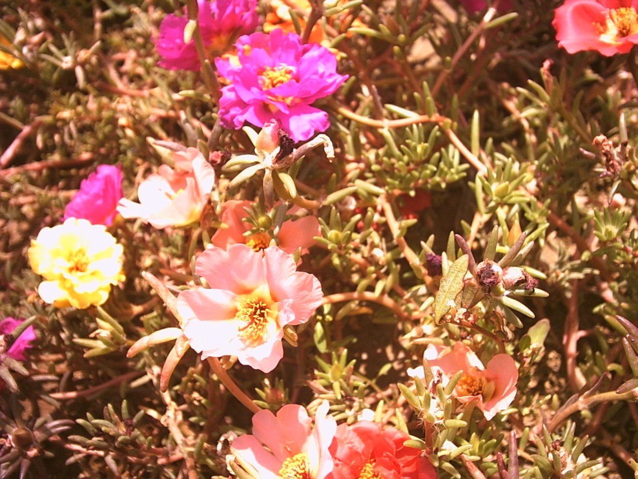 Портулак огородный салатная зелень