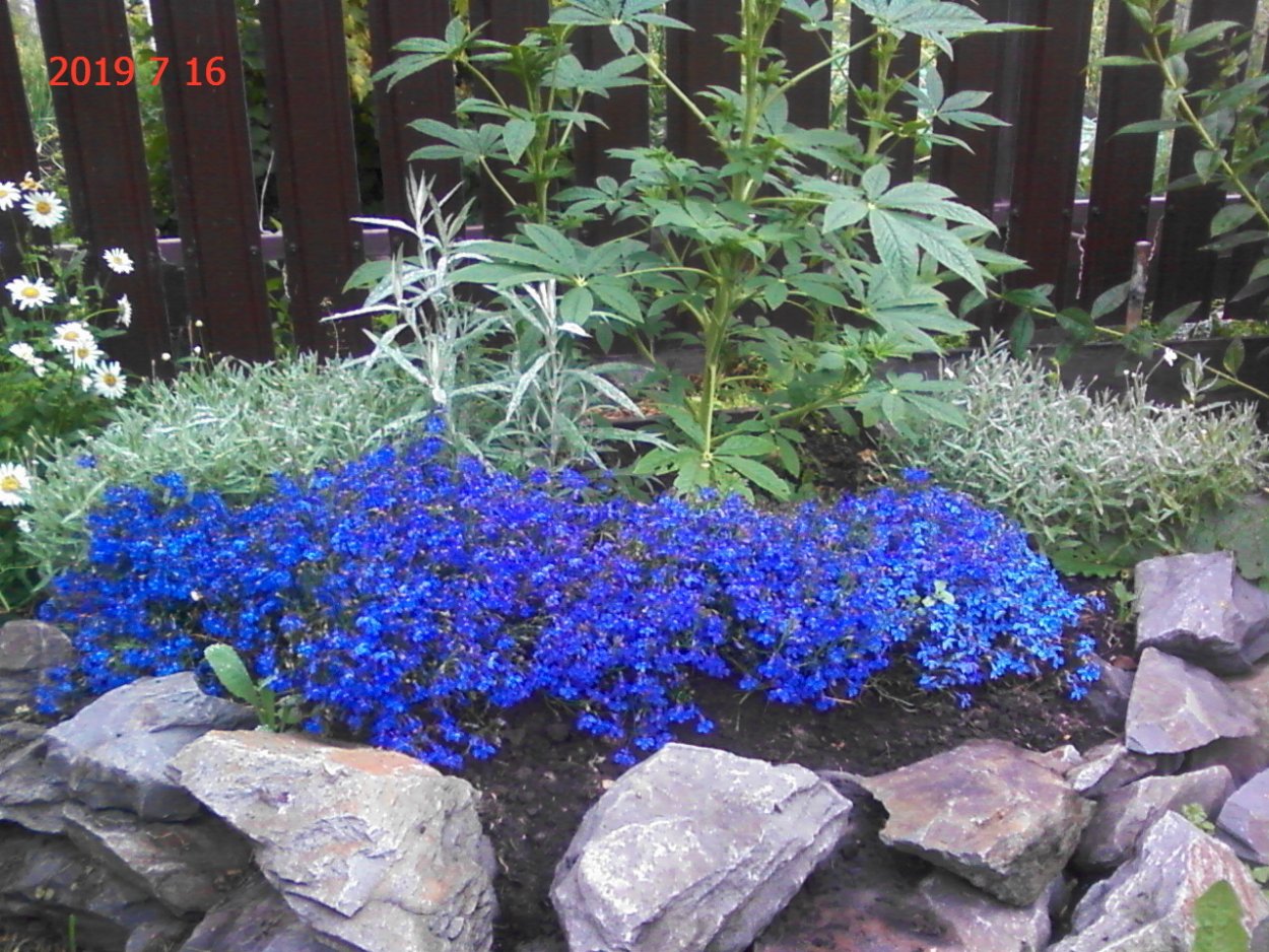 Лобелия почвопокровная