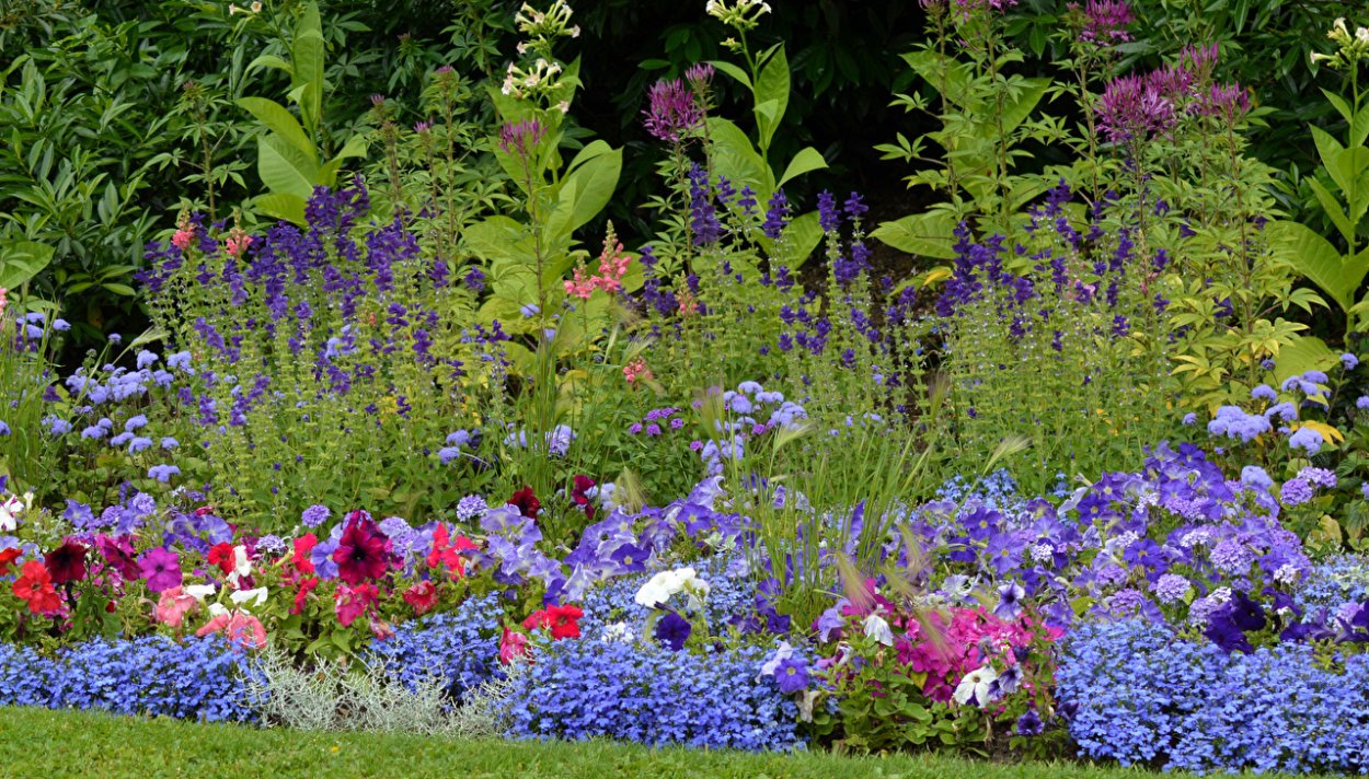 Лобелия Каскад Блю