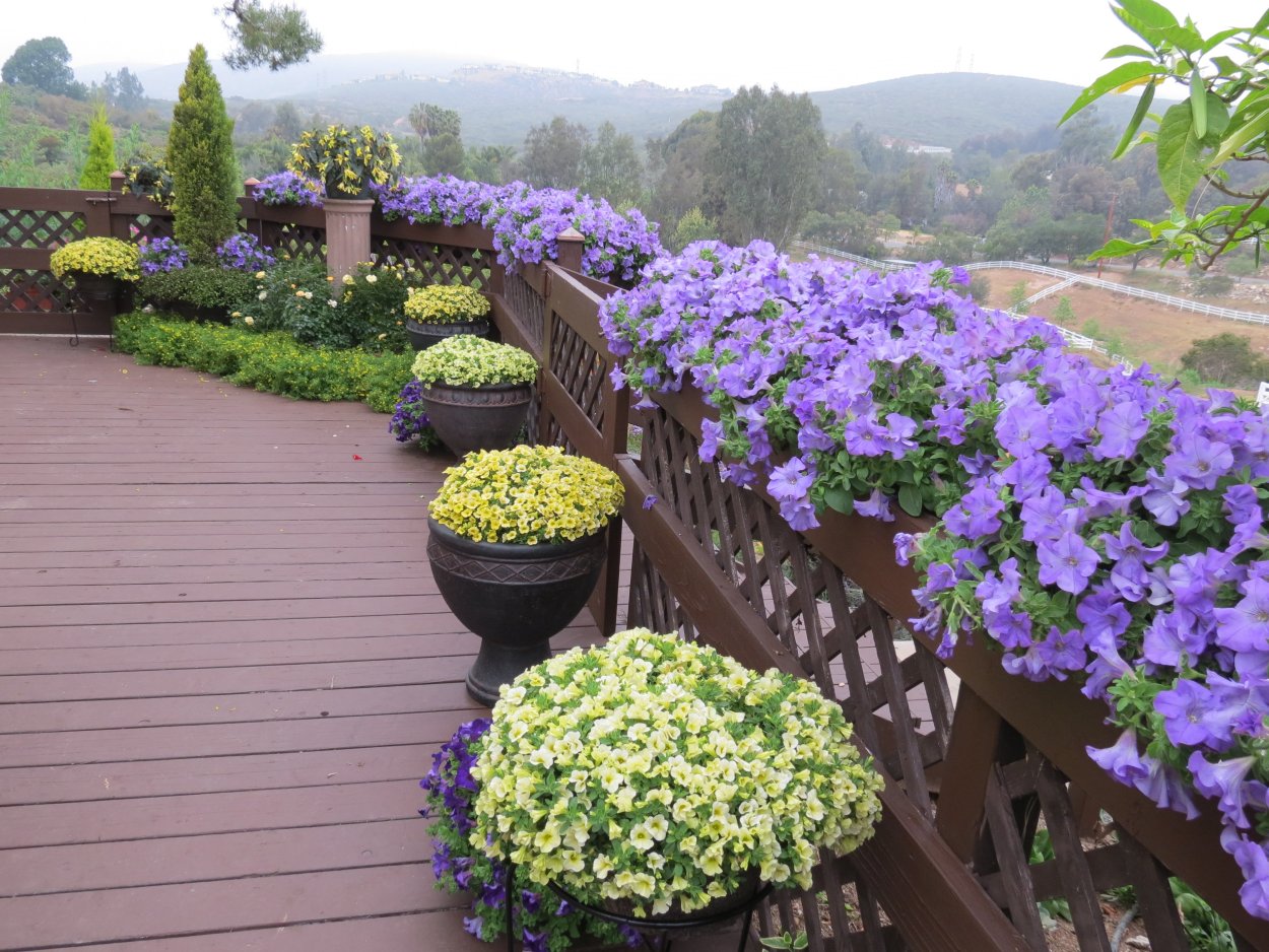 Цинерария колеус и лобелия