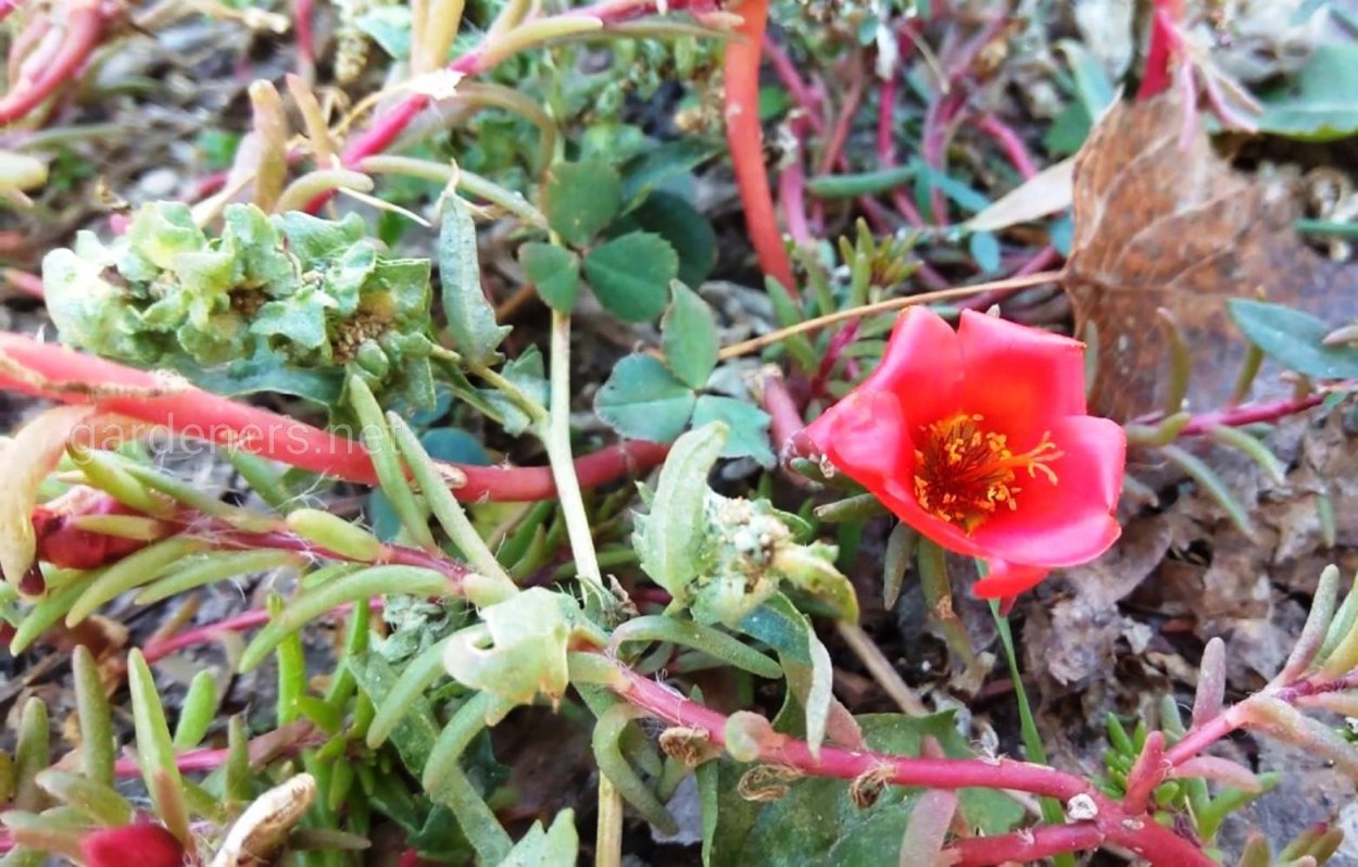 Дандур портулак