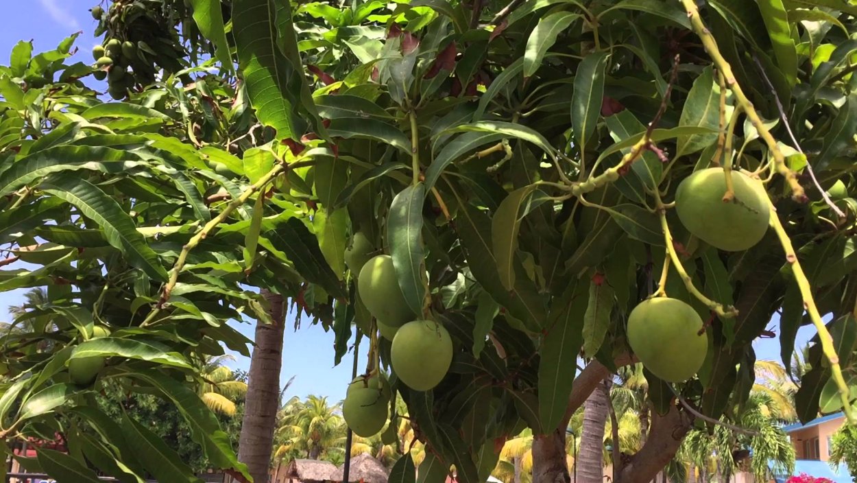 Манго дерево куст