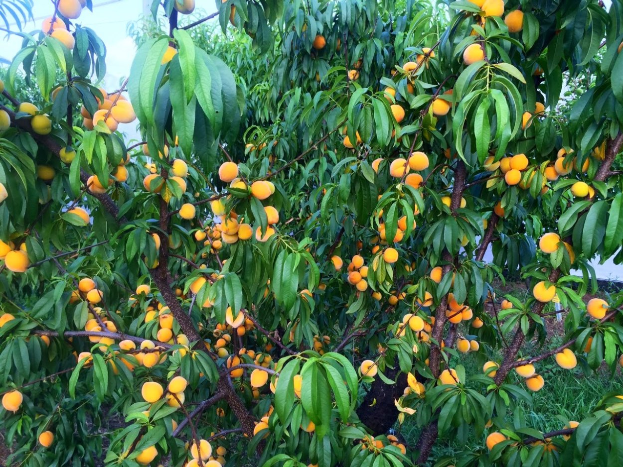 Манго вид растения