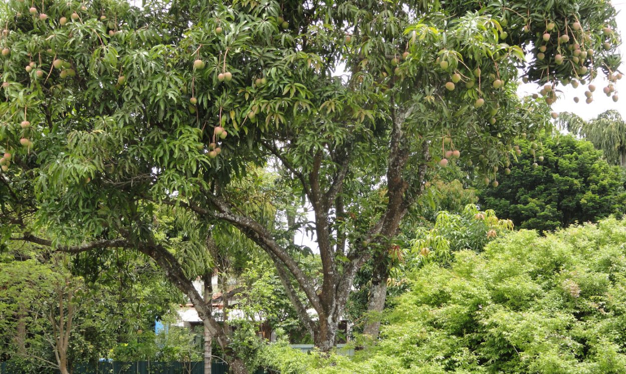 Манго сорт Альфонсо