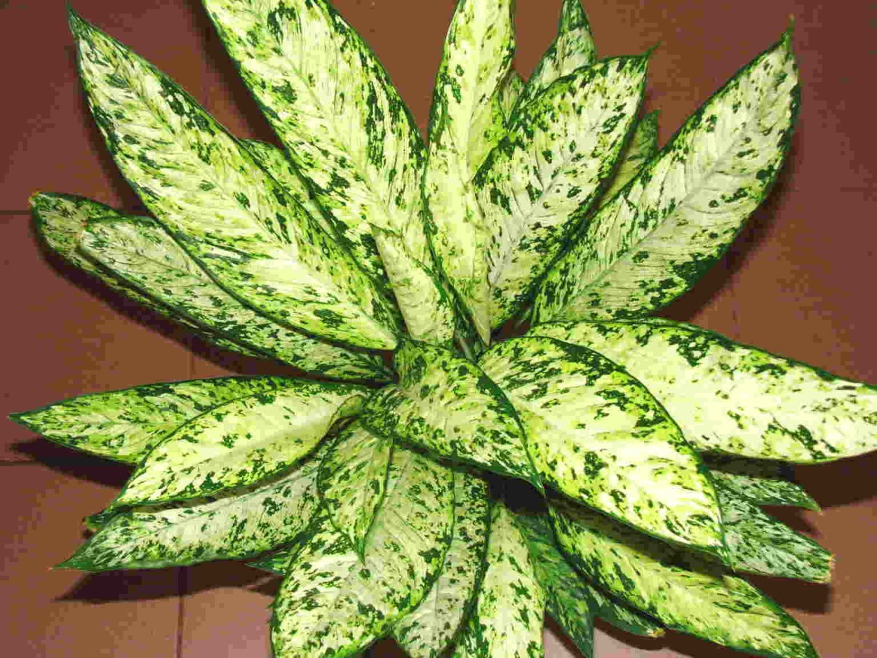 Аглаонема костатум