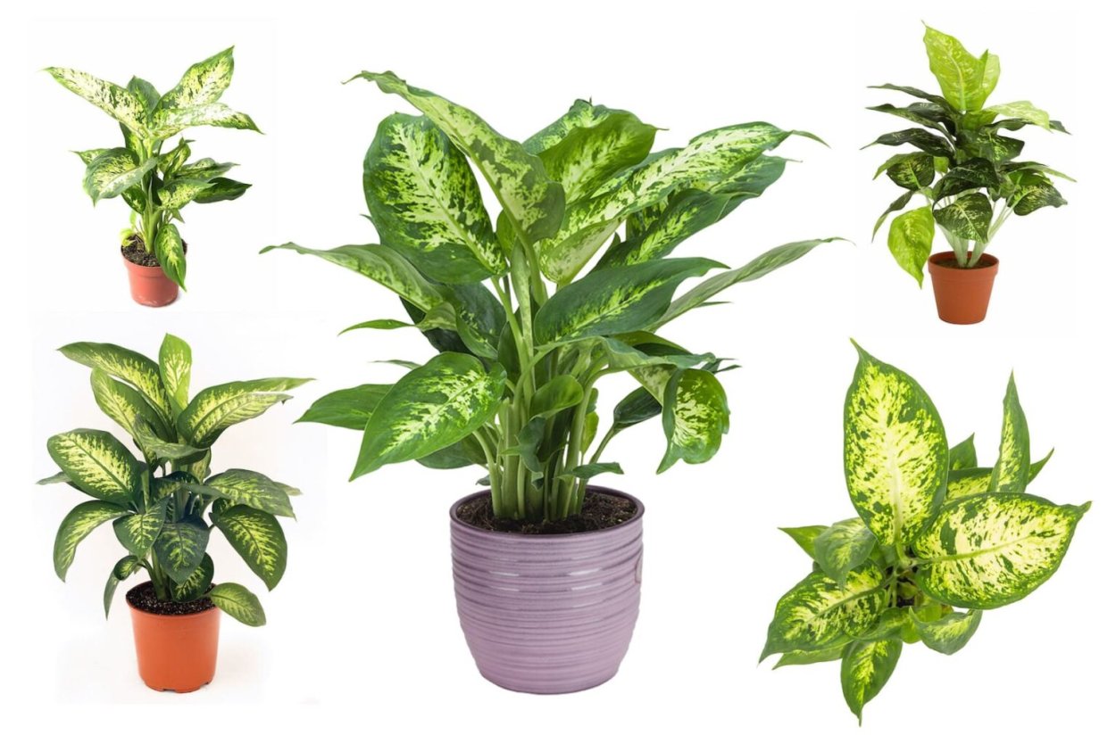 Кротон и Диффенбахия