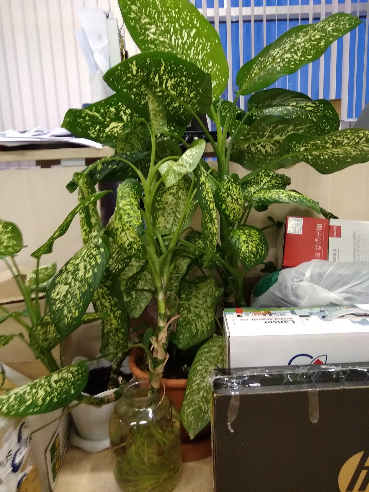 Диффенбахия Лиана