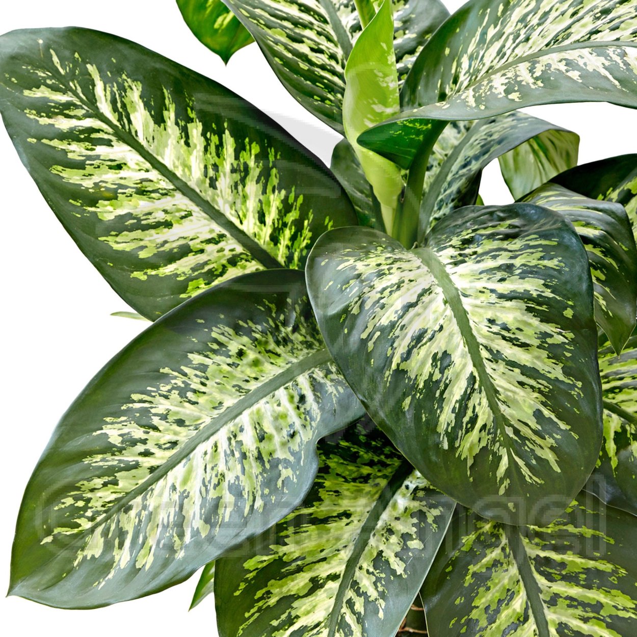 Диффенбахия Тропик Марианна