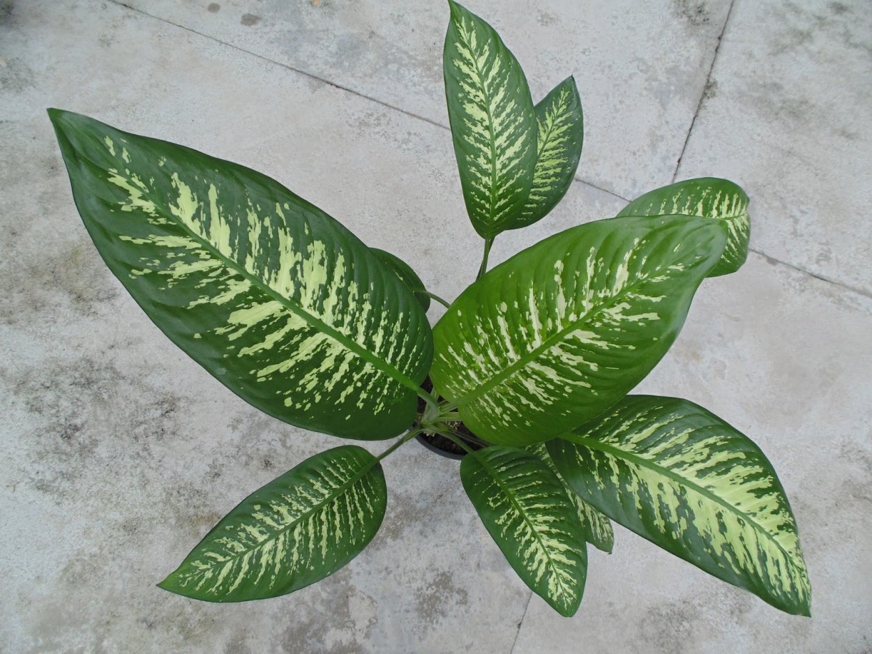 Диффенбахия Dieffenbachia Камилла