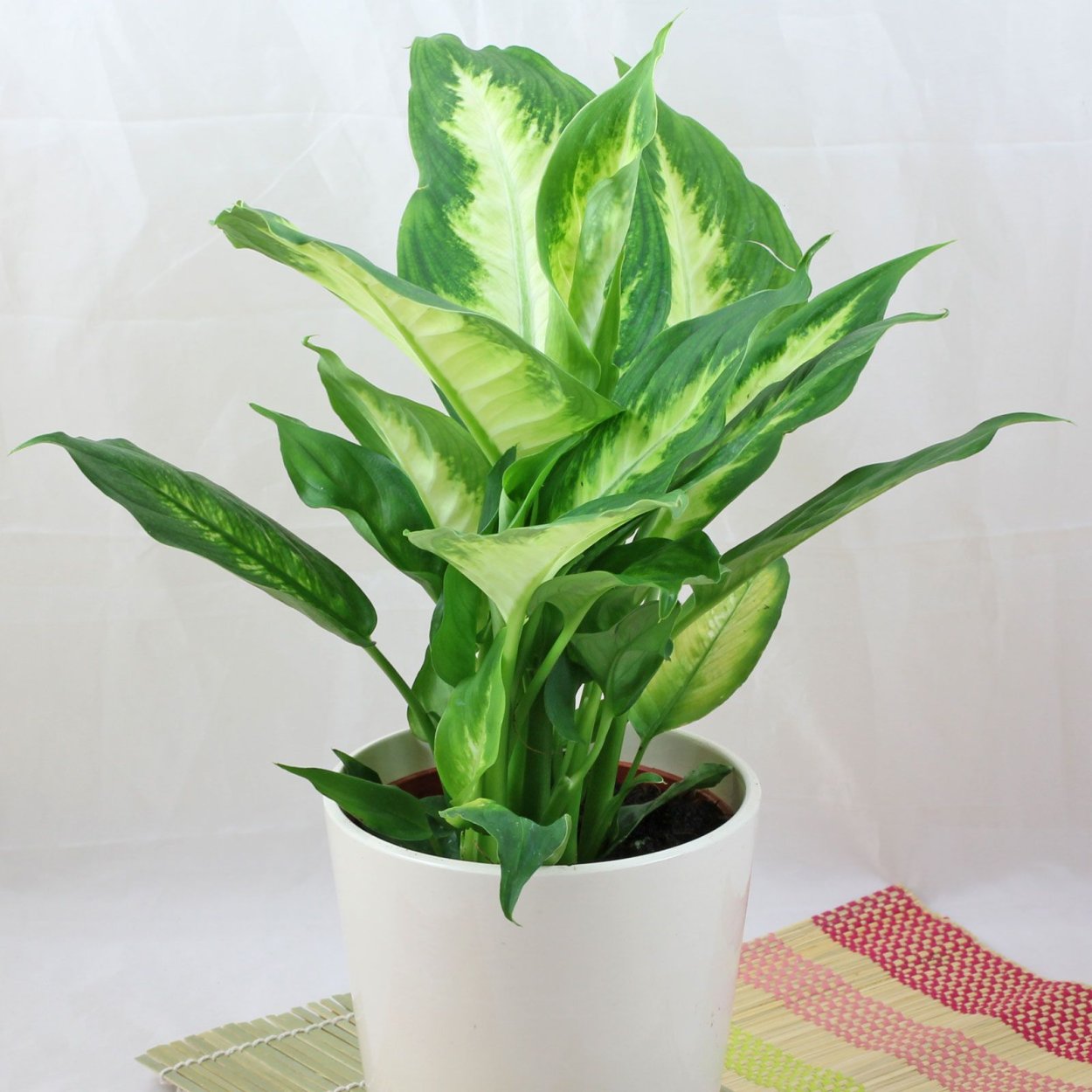 Диффенбахия пятнистая Камилла