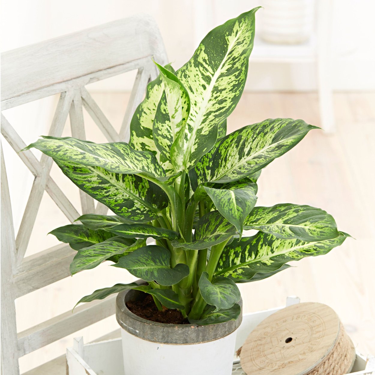 Диффенбахия компакта Dieffenbachia compacta