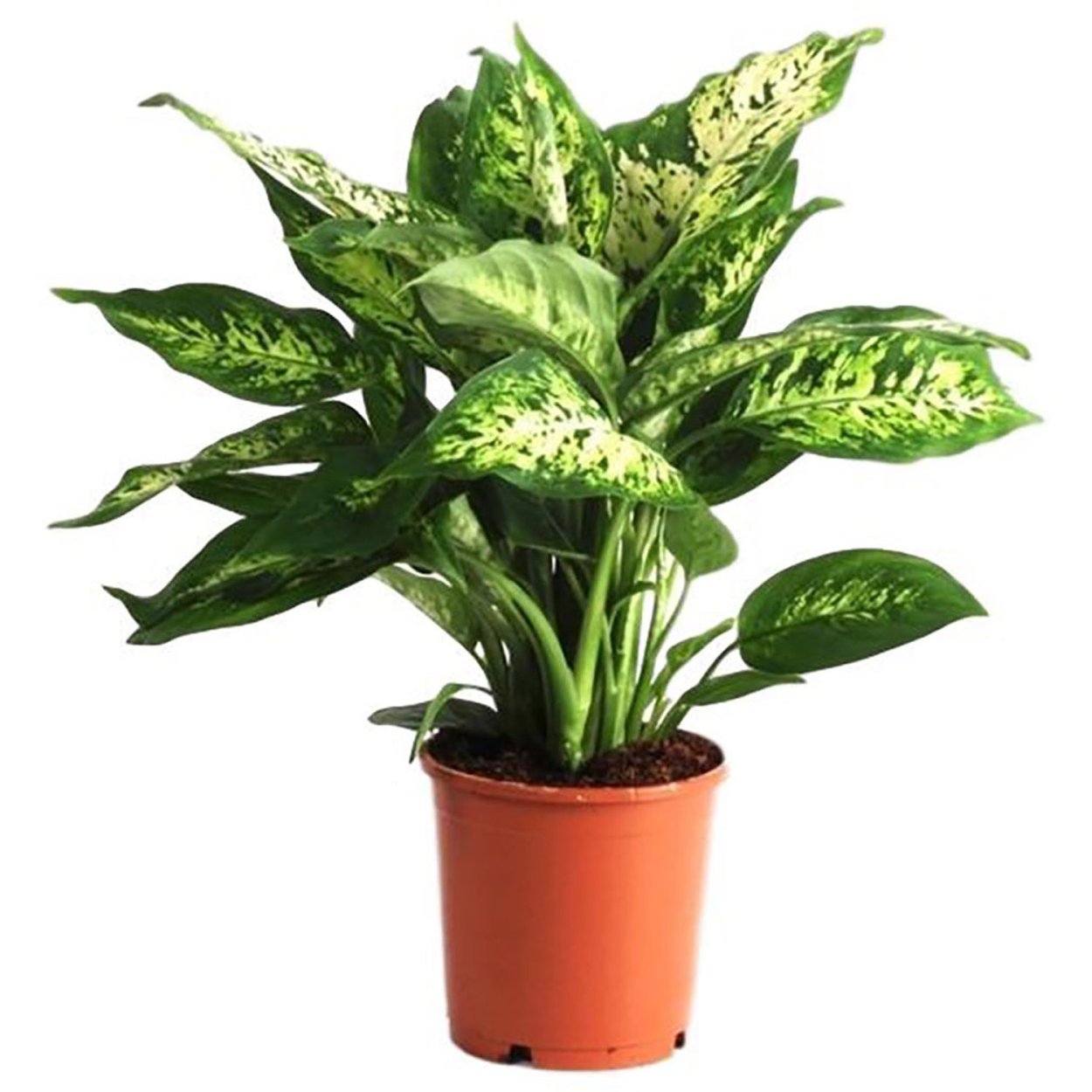 Диффенбахия Везувий