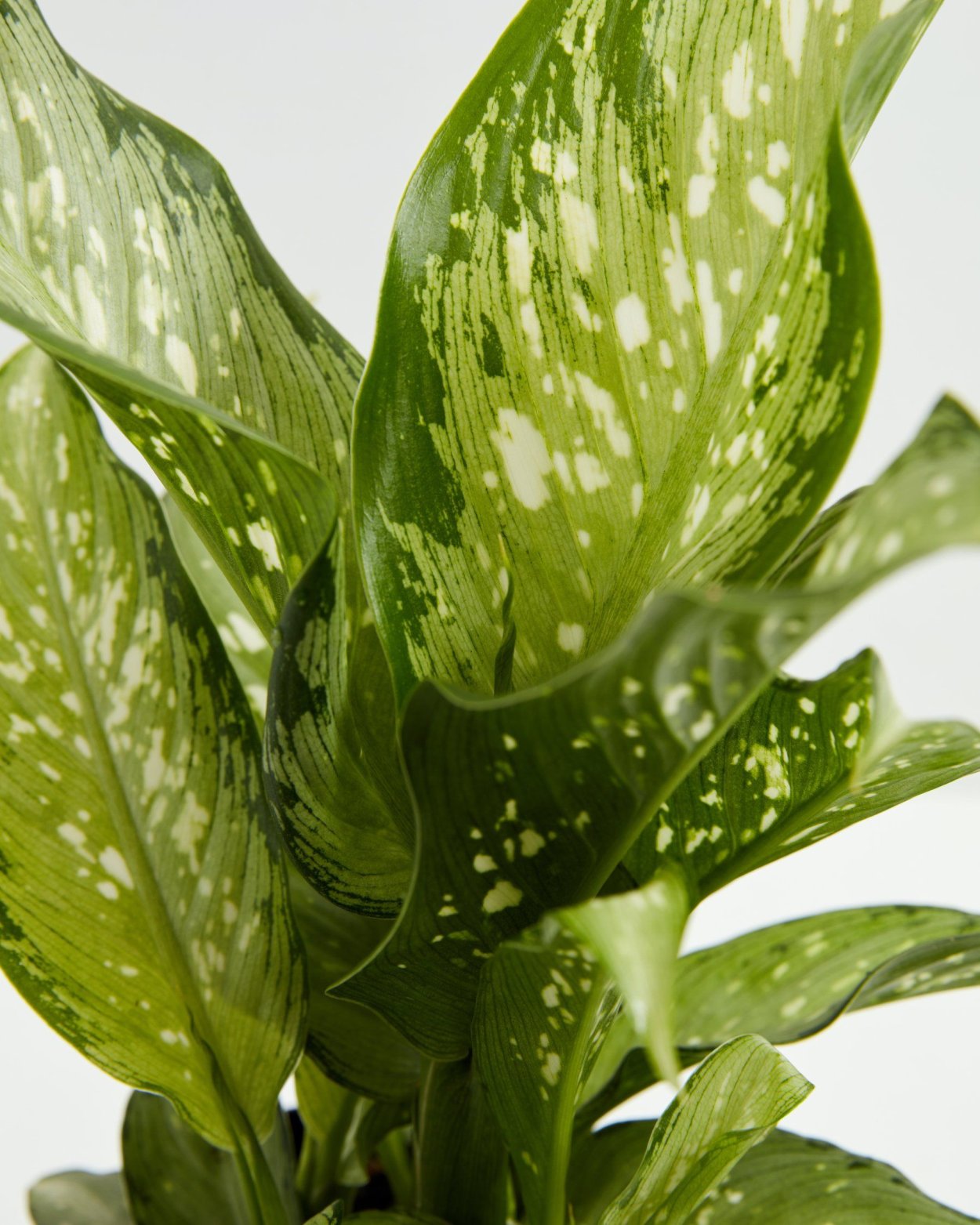 Диффенбахия Green Magic