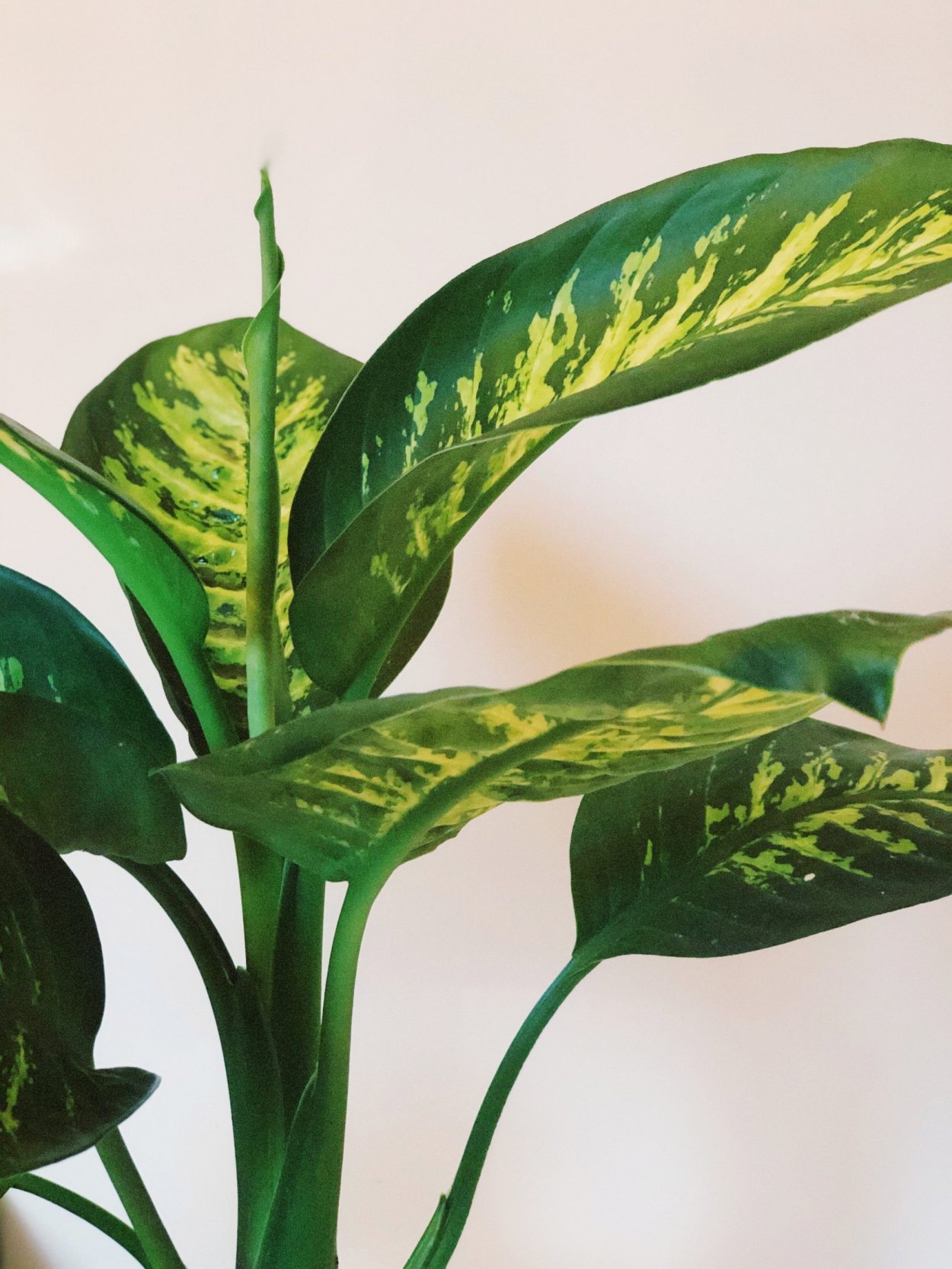 Фикус Диффенбахия