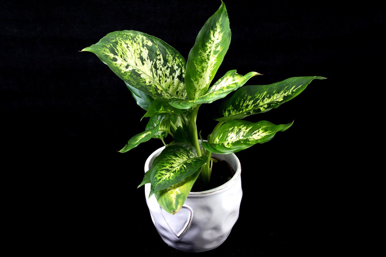 Диффенбахия Камилла и компакта