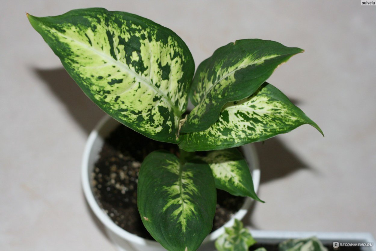 Диффенбахия кул Бьюти
