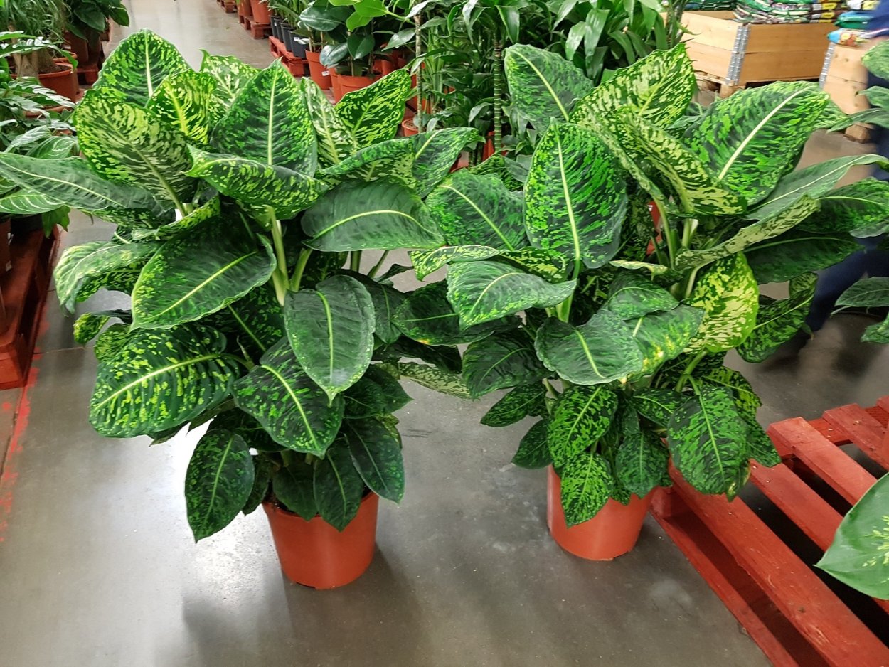 Диффенбахия пятнистая Камилла