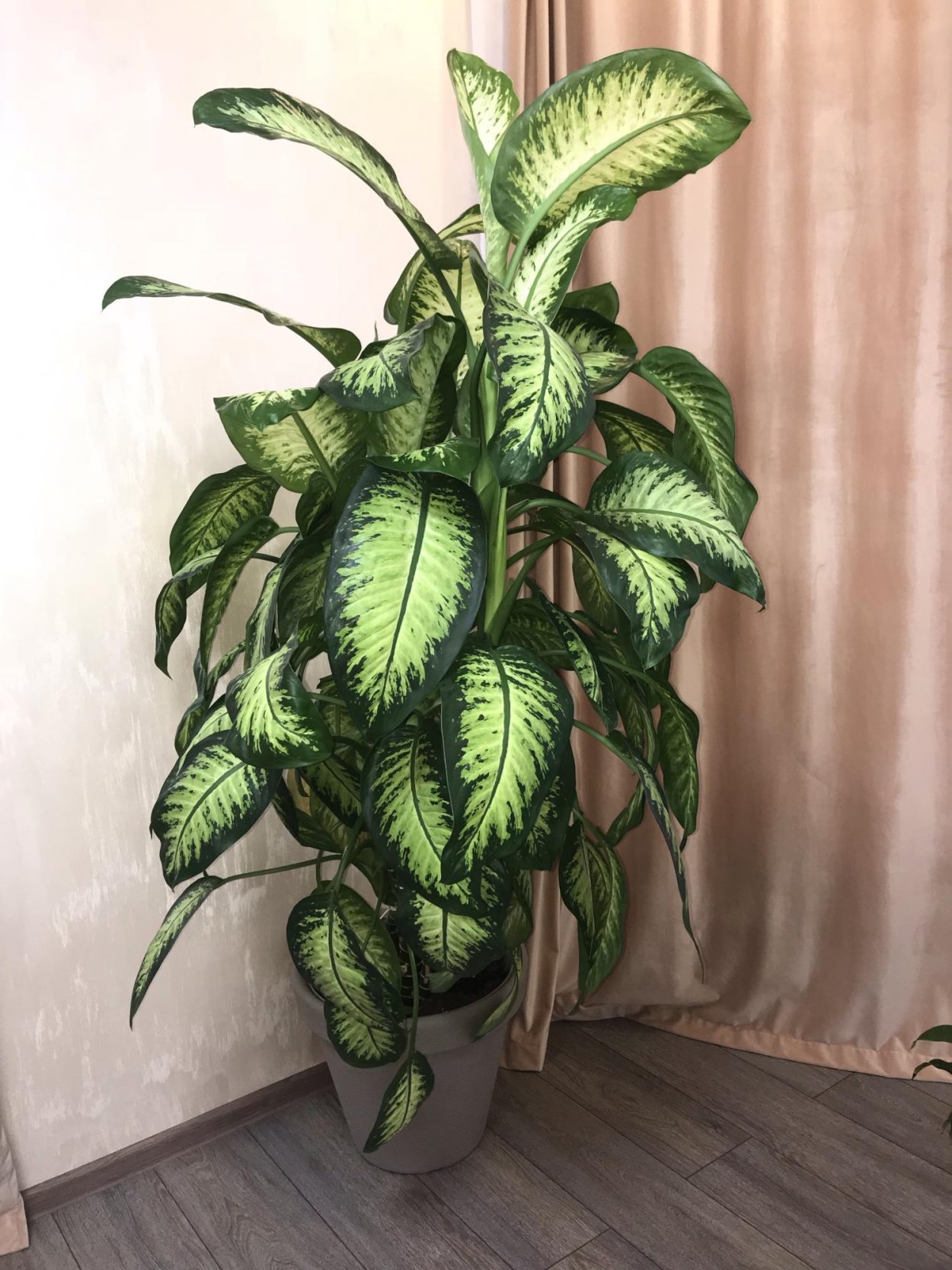 Dieffenbachia рефлектор