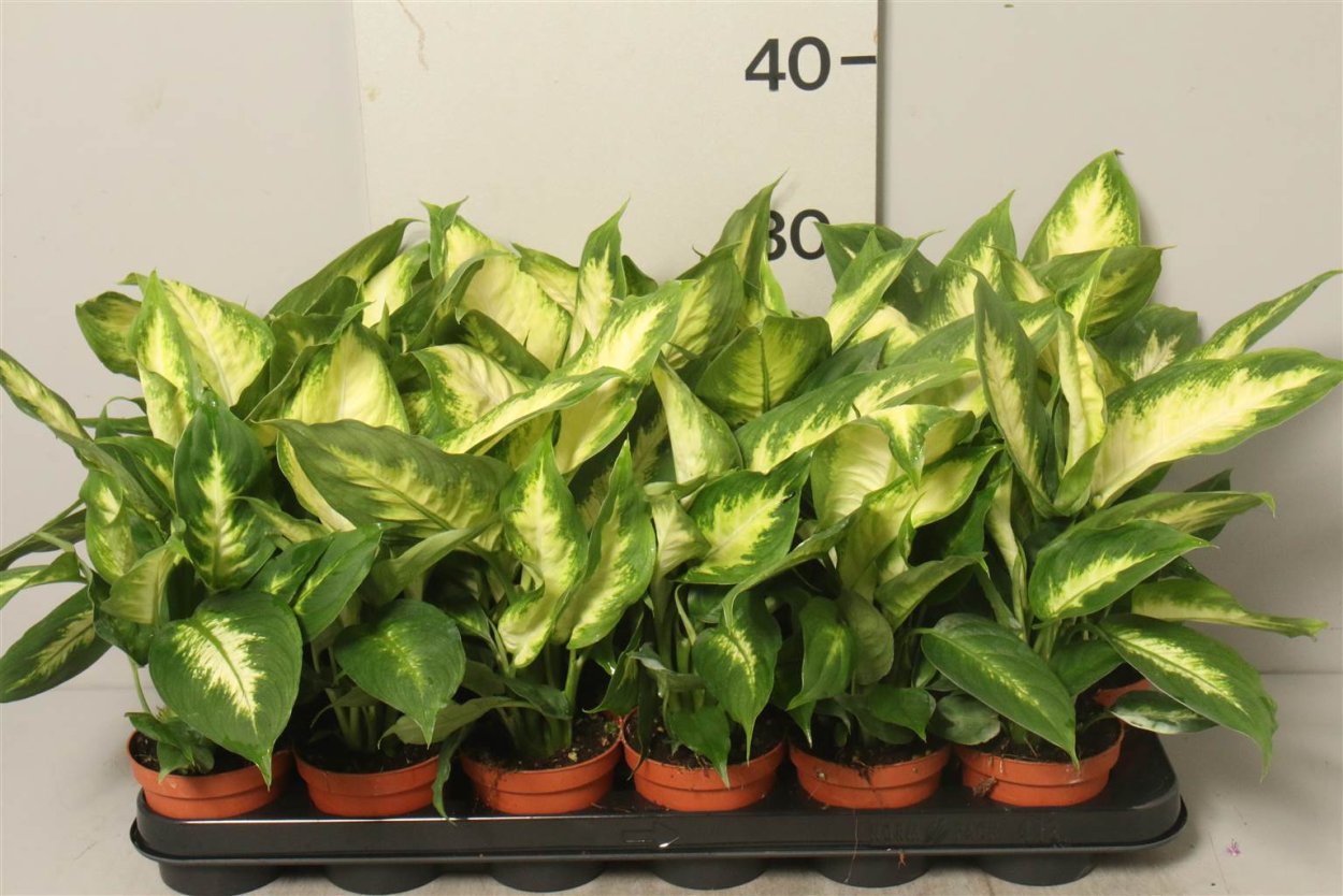 Диффенбахия Эрстеда