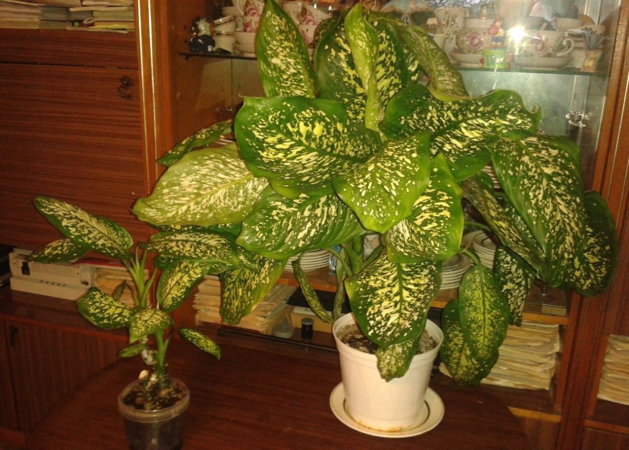 Диффенбахия пятнистая формирование кроны