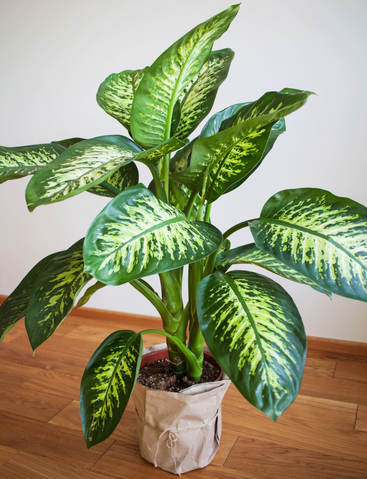 Диффенбахия maculata